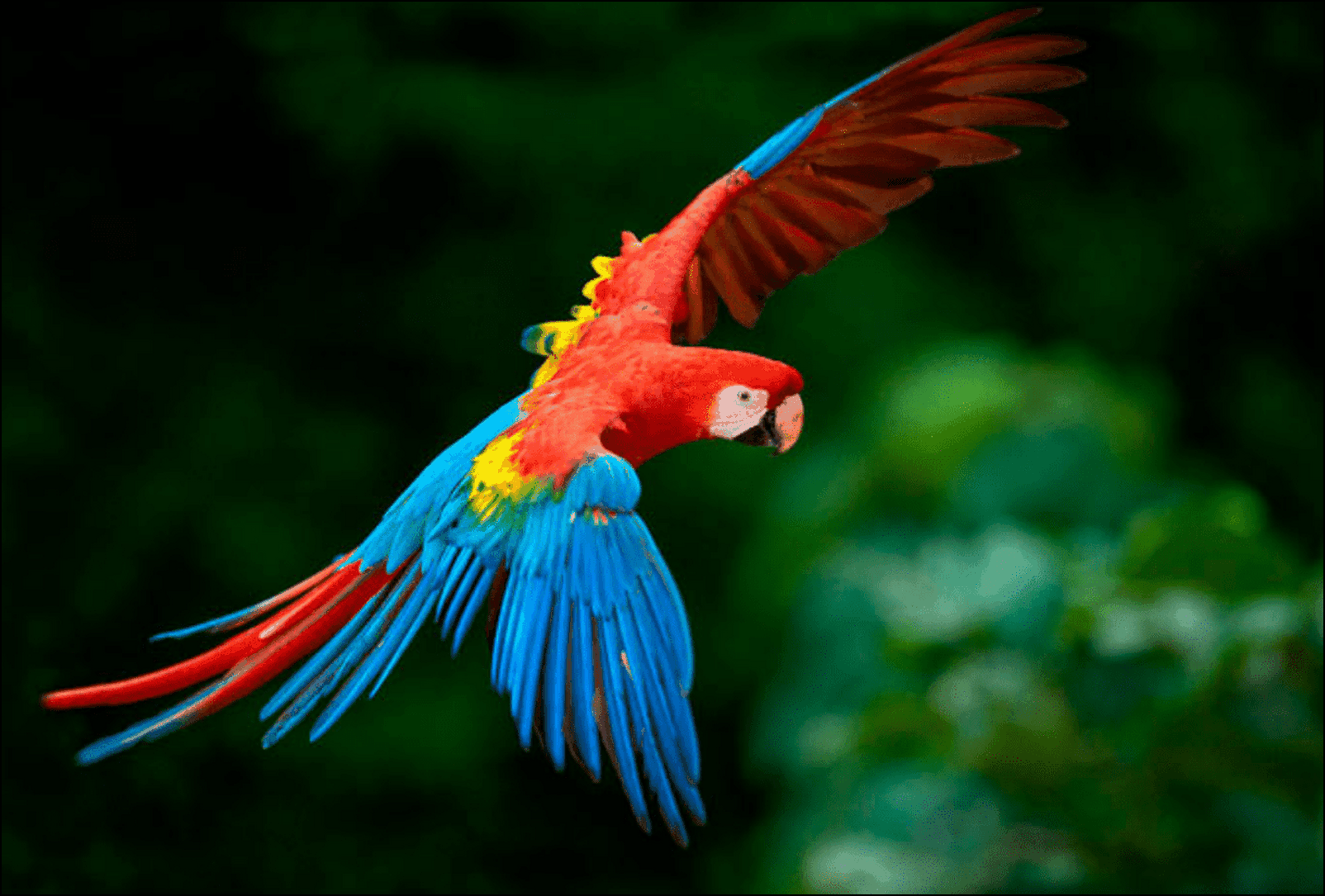 guacamayo-rojo.png